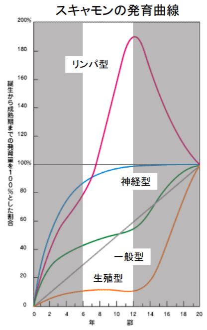 スキャモン　発育曲線